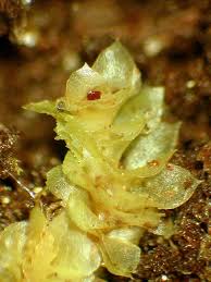 Attēlu rezultāti vaicājumam “Scapania”