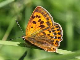 Attēlu rezultāti vaicājumam “Lycaena virgaureae”