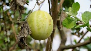 Attēlu rezultāti vaicājumam “Echinocystis lobata fruit”