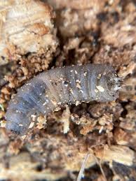 Attēlu rezultāti vaicājumam “Tipulidae larva”