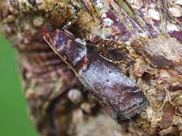 Attēlu rezultāti vaicājumam “Acrobasis advenella”