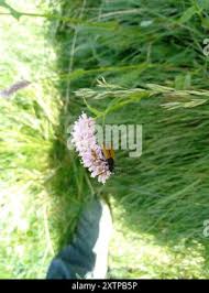 Attēlu rezultāti vaicājumam “Paracorymbia maculicornis”