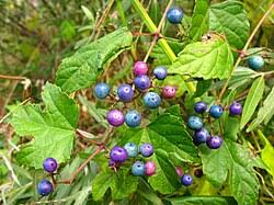 Attēlu rezultāti vaicājumam “Vitaceae”