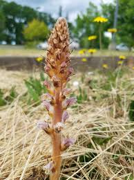 Attēlu rezultāti vaicājumam “Orobanche coerulescens bud”