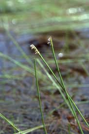 Attēlu rezultāti vaicājumam “Eleocharis uniglumis leaf”