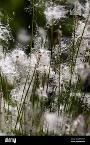 Attēlu rezultāti vaicājumam “Trichophorum alpinum flower”