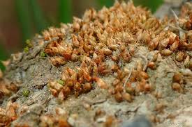 Attēlu rezultāti vaicājumam “Acaulon muticum”