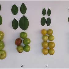 Attēlu rezultāti vaicājumam “Prunus domestica subsp. domestica leaf”