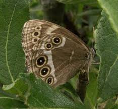 Attēlu rezultāti vaicājumam “Lopinga achine”