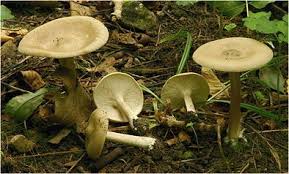 Image result for Melanoleuca rasilis var. pseudoluscina