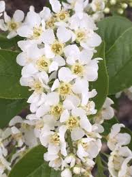 Attēlu rezultāti vaicājumam “Prunus padus var. roseiflora”