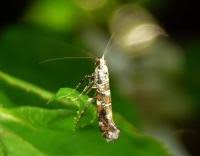 Attēlu rezultāti vaicājumam “Gracillaria syringella”