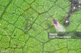 Attēlu rezultāti vaicājumam “Rhopalosiphum oxyacanthae”