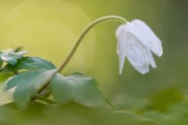 Attēlu rezultāti vaicājumam “Anemone nemorosa bud”