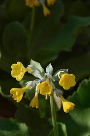 Attēlu rezultāti vaicājumam “Primula x polyantha flower”