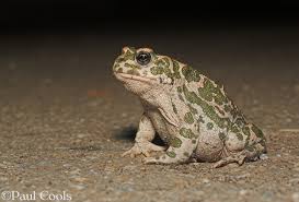 Attēlu rezultāti vaicājumam “Pseudepidalea viridis adult”