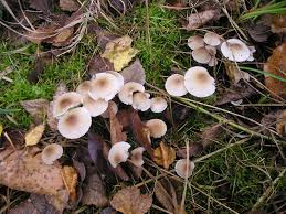 Attēlu rezultāti vaicājumam “Mycena zephirus”