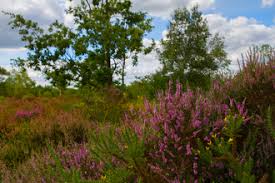 Image result for Surrey Heath Slammers