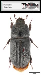 Attēlu rezultāti vaicājumam “Sinodendron cylindricum female”