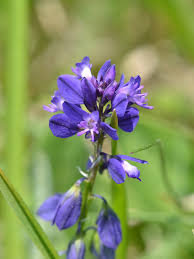 Attēlu rezultāti vaicājumam “Polygala vulgaris flower”