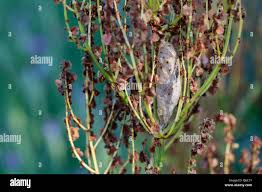 Attēlu rezultāti vaicājumam “Euthrix potatoria cocoon”