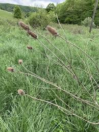 Attēlu rezultāti vaicājumam “Dipsacus fullonum fruit”