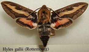 Attēlu rezultāti vaicājumam “Hyles gallii”