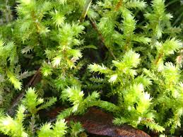 Attēlu rezultāti vaicājumam “Rhytidiadelphus triquetrus sporophyte”