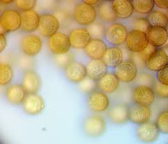 Attēlu rezultāti vaicājumam “Didymium annulisporum young”