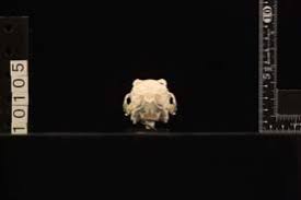 Attēlu rezultāti vaicājumam “Lepus sp.”