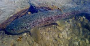 Image result for Salmo dentex