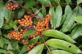 Attēlu rezultāti vaicājumam “Sambucus racemosa leaf”
