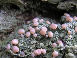 Attēlu rezultāti vaicājumam “Icmadophila ericetorum”