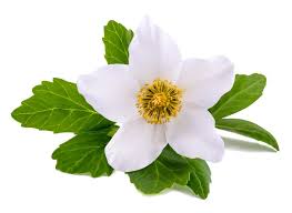 Image result for Christrose