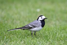 Attēlu rezultāti vaicājumam “Motacilla alba adult”