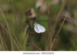 Attēlu rezultāti vaicājumam “Leptidea sinapis underside”