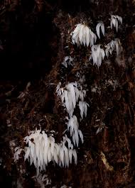 Attēlu rezultāti vaicājumam “Mucronella bresadolae”