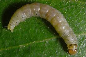 Attēlu rezultāti vaicājumam “Carpatolechia alburnella”