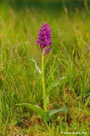Attēlu rezultāti vaicājumam “Dactylorhiza russowii”