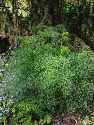 Attēlu rezultāti vaicājumam “Cenolophium denudatum”