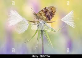 Attēlu rezultāti vaicājumam “Brenthis daphne upperside”