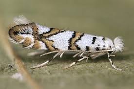 Attēlu rezultāti vaicājumam “Phyllonorycter platanoidella”