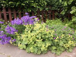 Image result for Frauenmantel