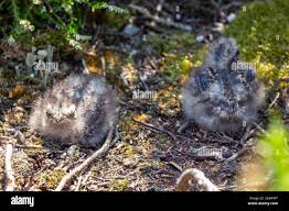 Attēlu rezultāti vaicājumam “Caprimulgus europaeus juvenile”
