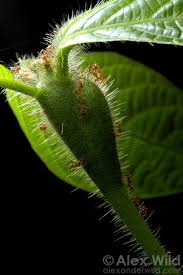 Attēlu rezultāti vaicājumam “Antrodia crassa”