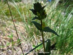 Attēlu rezultāti vaicājumam “Rhinanthus minor”