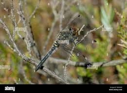 Attēlu rezultāti vaicājumam “Leucorrhinia albifrons female”