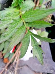 Attēlu rezultāti vaicājumam “Pimpinella major leaf”