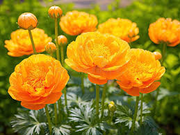 Attēlu rezultāti vaicājumam “Trollius europaeus flower”
