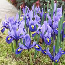 Attēlu rezultāti vaicājumam “Iris reticulata”